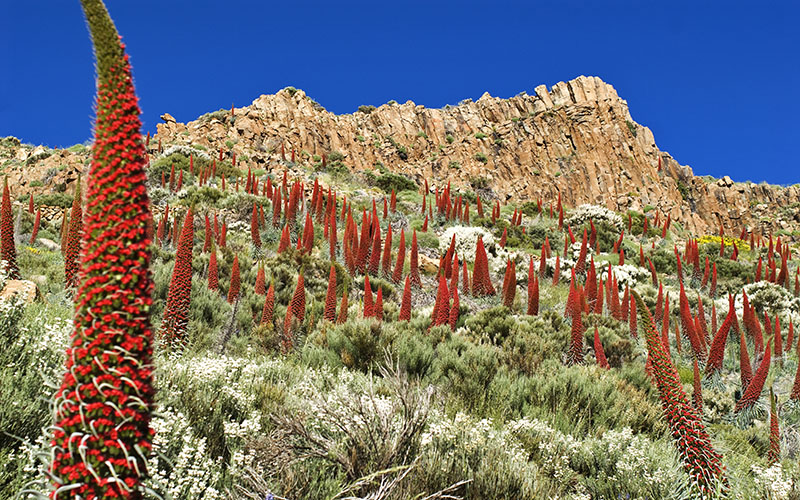 Tajinaste rojo: las flores marcianas del Teide
